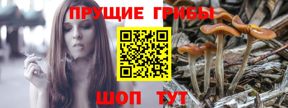 Псилоцибиновые грибы Psilocybe Будённовск